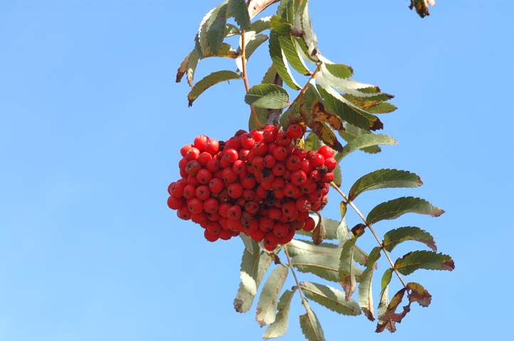 Sorbus aucuparia / Sorbo degli uccellatori